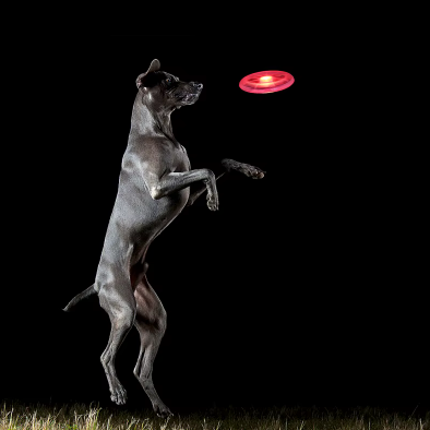 Frisbee lumineux pour chien – jeu amusant même la nuit